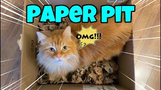 Cat Enrichment Paper Pit Fun