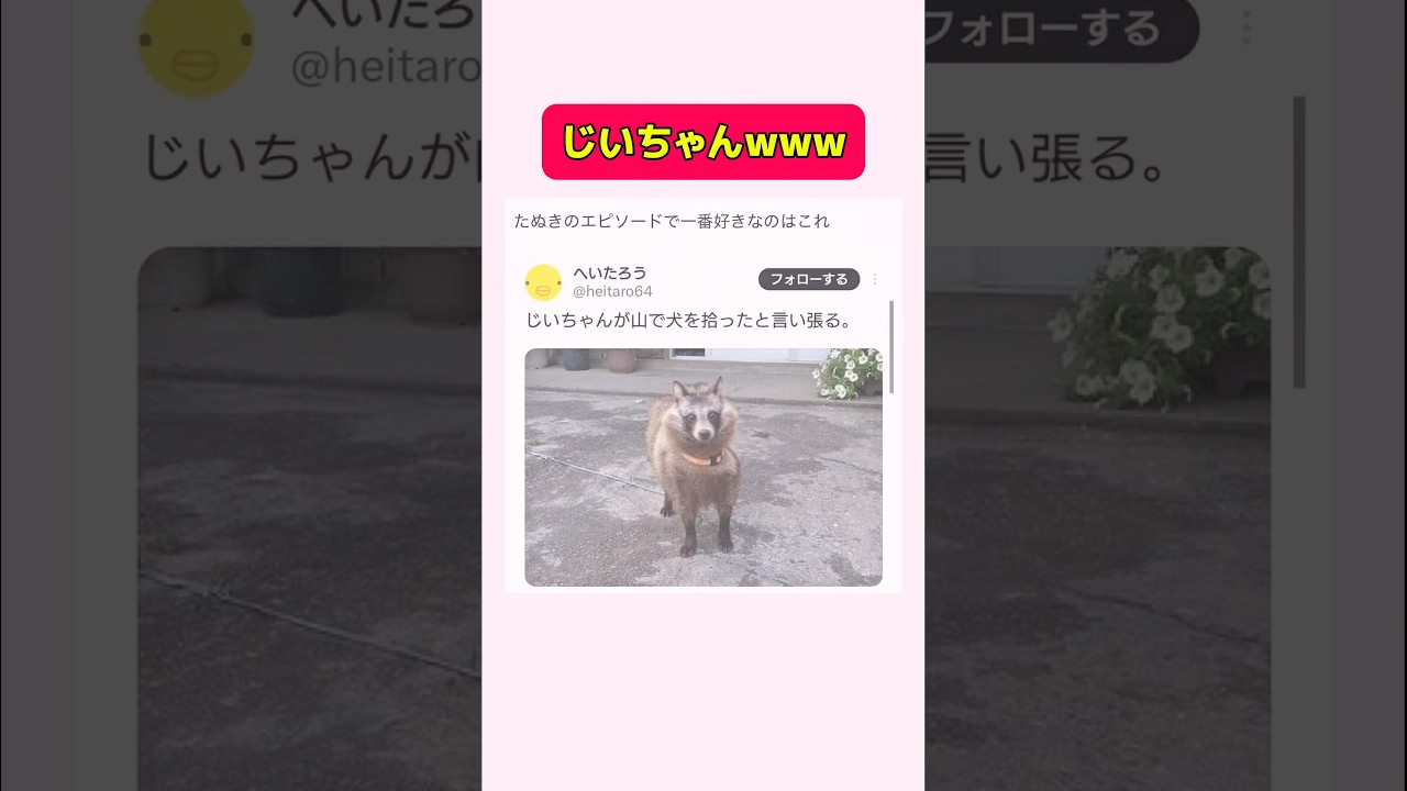 これはたぬきです#shorts #おすすめ