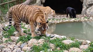 Тигр Амур, львица Афина, ягуар Багира в Подмосковном сафари-парке