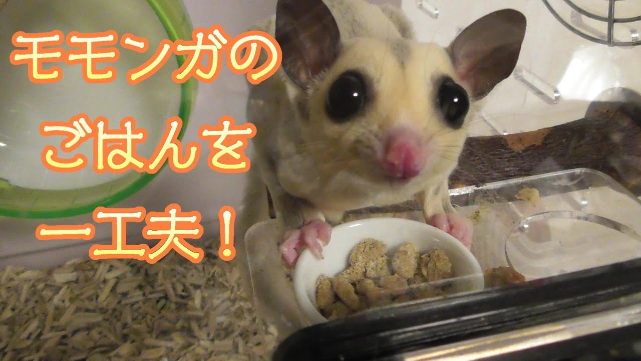 フクロモモンガ絶賛の手作りフードの作り方 Youtube
