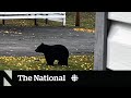 Why bears are feeling more at home near people