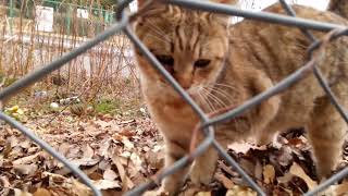 フェンスの向こうで寝ていた野良猫兄弟、最初は警戒するもモフられにコッチに来た。