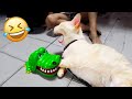 君が笑ったら君の負け🤣😍 2025年の最も面白い犬と猫たち😻🐶