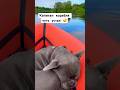 Капитан корабля в отрубе 💤 спит малыш 🦭 #dog #frenchbulldog #asmr #shorts