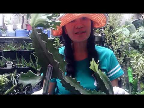 Video: Growing Echinocereus Cacti: Alamin Kung Paano Palakihin ang Mga Uri ng Halaman ng Echinocereus