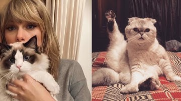 Taylor Swift being obsessed with her cats for 5 minutes