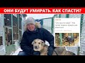 Переезд Кожуховского приюта для бездомных животных будет означать смерть тысячам животных!