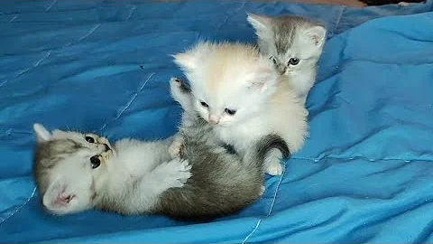 Watch the video about Ragdoll kittens ( 29 days old)are getting out of control.
