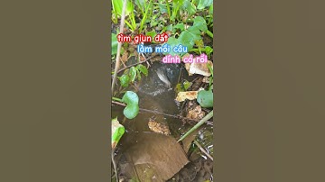 dùng giun đất làm mồi câu cá, kết quả dính được cá Trê quá đã rồi #fishing #fish #pets #animals