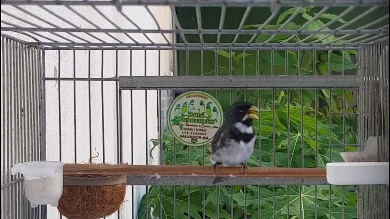 Criatório Bulú Papacapim - Coleiros - Salvador/BA