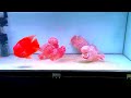 Happiest flowerhorn cichlid tank with red king kong parrot fish