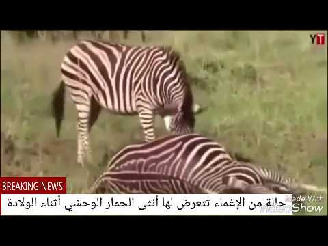 ولادة عجيبة لأنثى الحمار الوحشي