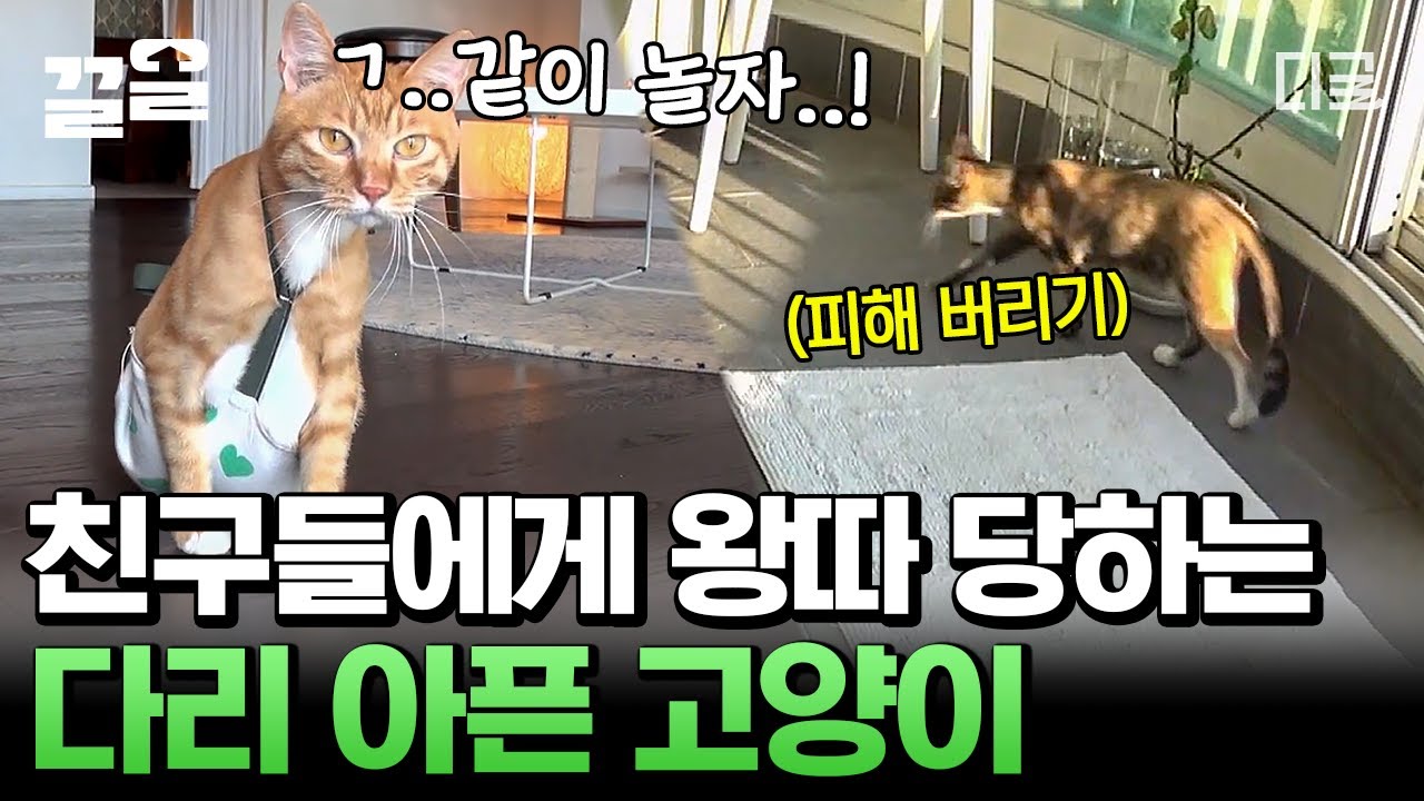 [#대화가필요한개냥] 사고로 다리를 잃은 고양이 복덩이와 가족이 된 김완선네 6냥이🐱 다리 아픈 복덩이가 꼬맹이를 자꾸 피했던 이유
