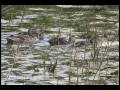 Wetland Nesters - River of Rushes part 6