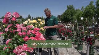 Pionate Kisses & Julia Child Patio Tree Roses With Jon Belmont Nursery, Fresno Ca