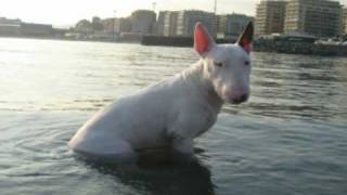 Funny Bull Terrier    Tony