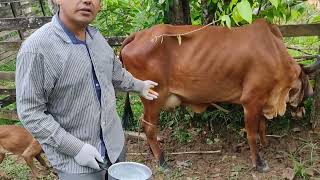 Cow teat obstruction: what to do if this happens to you