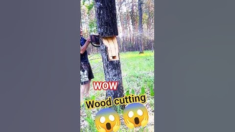 falling tree Stihl chainsaw skills #shortsfeed #tree #trees #fall #falling #treeman #shorts