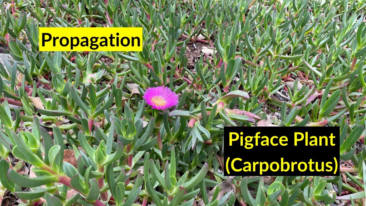 How to propagate plant (Carpobrotus) - YouTube