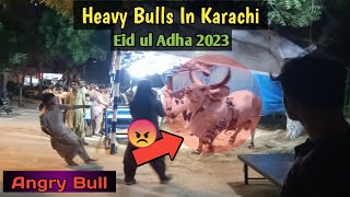 Eid ul Adha 2023 | Heavy Bulls in Karachi | Heavy Cattles
