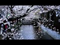 Japanese Urban Legend Kanashibari Japanese Urban Legend Kanashibari