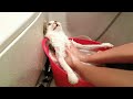 ПРИКОЛЫ С ЖИВОТНЫМИ ДО СЛЕЗ / Смешные КОТЫ 2021 / Приколы с КОТАМИ / Funny ANIMALS video #43