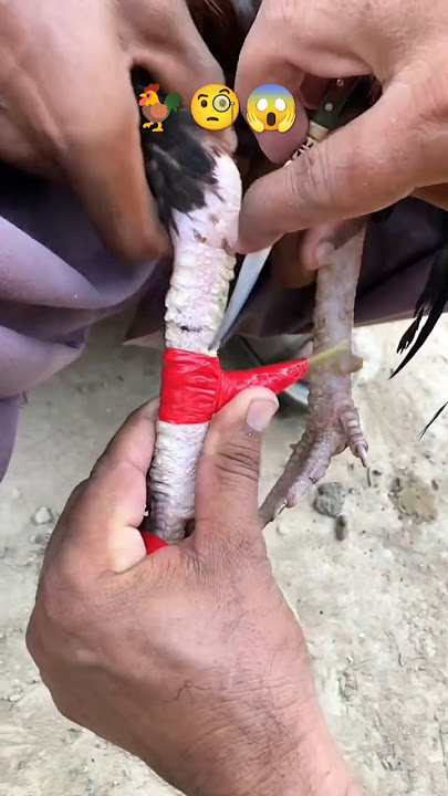 Pisau ayam jago dalam sabung ayam 🦃⚔️ #sabungayam #sabungayam #pisauayam #tarung #viral #trending