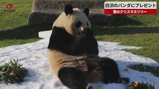 【速報】白浜のパンダにプレゼント 雪のクリスマスツリー