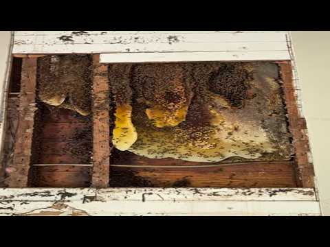 Smoke Bees Out of A Column