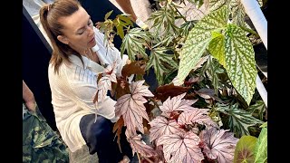 видео: Бегонии на выставке в Бангкоке BIEPSS-15 картинка: Бегонии на выставке в Бангкоке BIEPSS-15