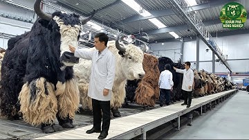 Chăn Nuôi Bò Yak Triệu Đô – Cách Nông Dân Nuôi Hàng Triệu Con Ở Vùng Núi Khắc Nghiệt Nhất Thế Giới!