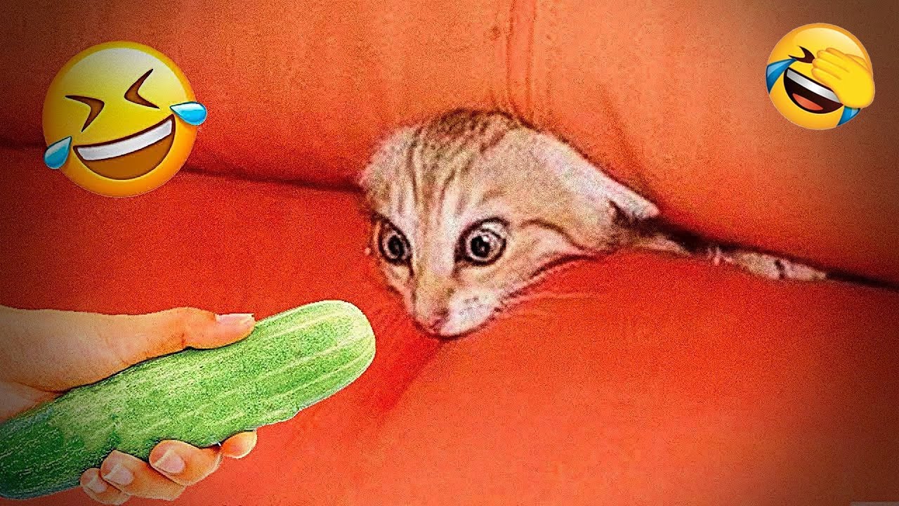 You Laugh You Lose 😾 Funniest Cats and Dogs 2026🤎 Part 3