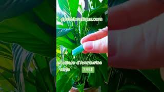 Colliers d'Aventurine verte 7.99$ #shopify #shop #stone #zen  #boutique #pierres #bijou #colliers