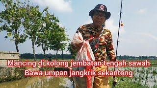 PEMANCING INI ga tanggung" bawa umpan sekantong jangkrik