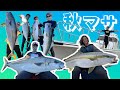 全員10kgオーバーのヒラマサキャッチ!秋のヒラマサキャスティング【Yellowtail Fishing/Kingfish Fishing/부시리