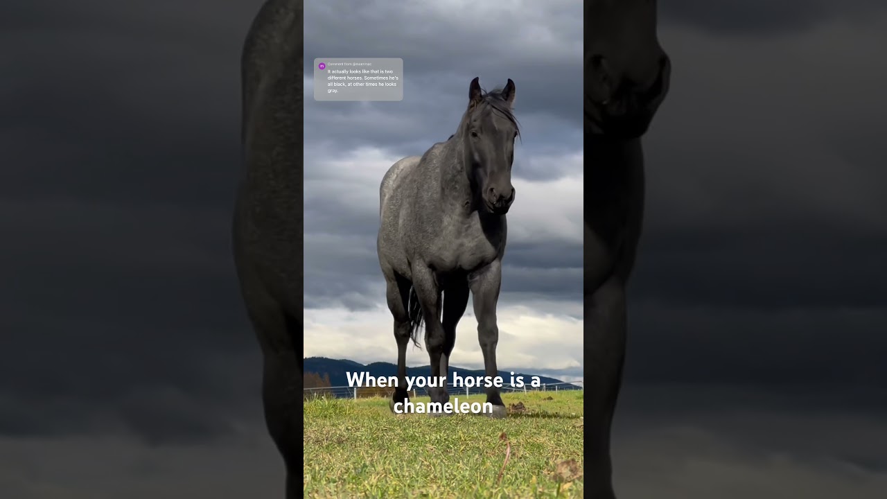 Rudnik, the color changing horse - he’s a Blue Roan so his coat changes quite often with the seasons