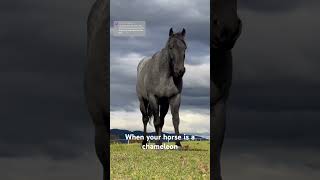 Rudnik, The Color Changing Horse - Hes A Blue Roan So His Coat Changes Quite Often With The Seasons