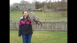 Orvil The Great Grey Owl
