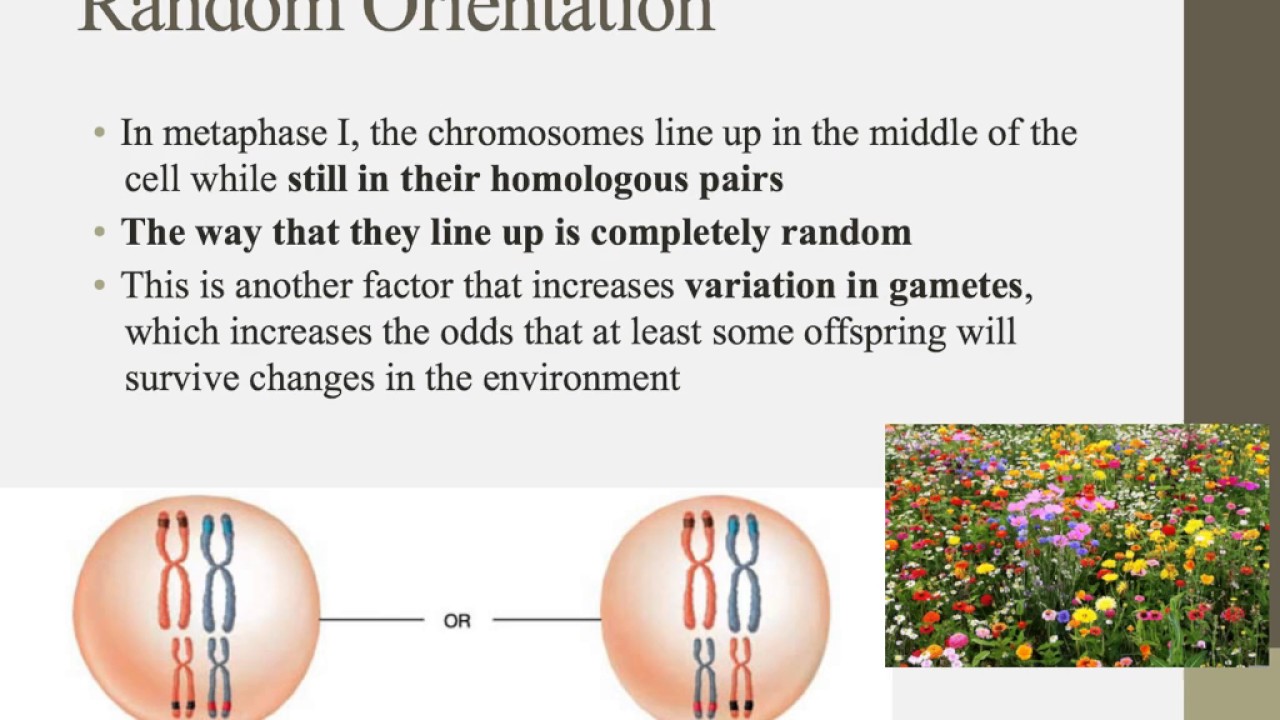 ib biology notes Learn the most commonly asked questions for each topic of the ib biology hl exam studynova's ib starter to download the study notes create a free studynova. ib biology notes Learn the most commonly asked questions for each topic of the ib biology hl exam studynova's ib starter to download the study notes create a free studynova.