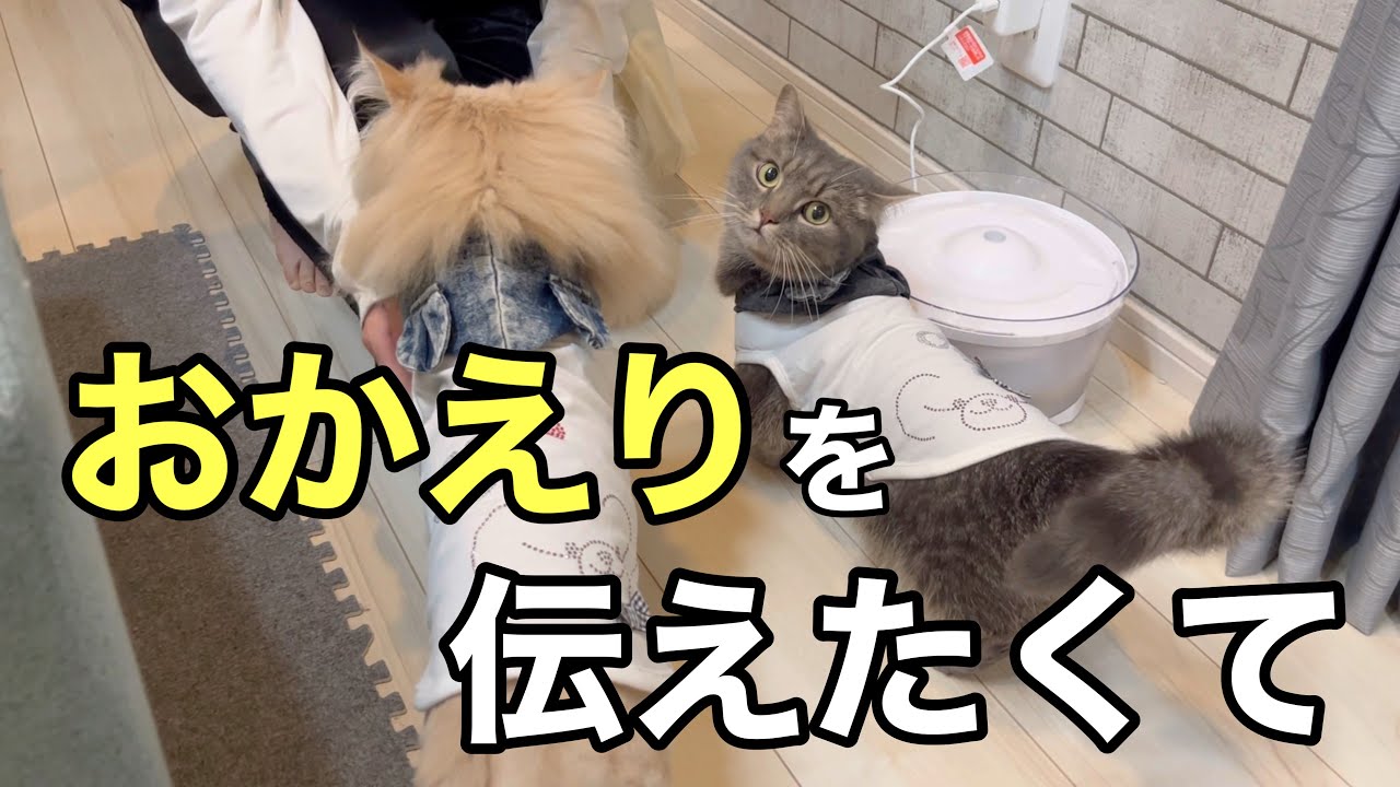 毎日がんばるママへ。猫たちからの最高のご褒美がこちらです… - YouTube