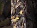Fish Farming Techniques