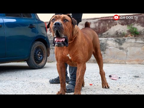 Stunning Boerboel charged up at Dog Show