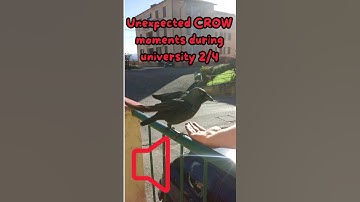 Calling a CROW? It Worked Twice! unforgettable interaction during university 2/4 #shorts #crow