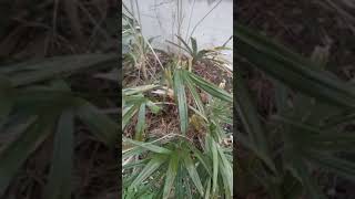 Needle Palm update