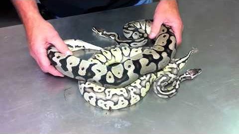 Morphs 101 - Super Pastel Axanthic