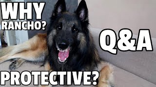 What Life is Like with a Belgian Shepherd Tervuren | Q and A