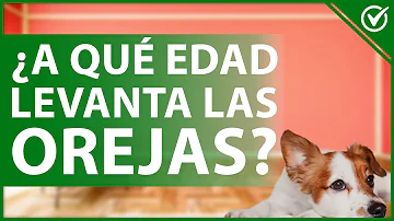 ¿Por qué los perros levantan las orejas cuando se les habla?