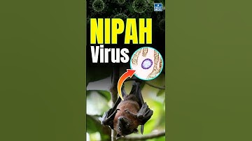 Nipah Virus in Kerala | Daily News Analysis | DNA Short #nipahvirus #kerala