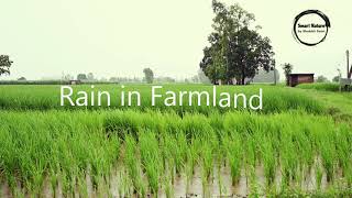 4K Relaxation Rain in Farmland 1 HOUR | Storm screenshot 5