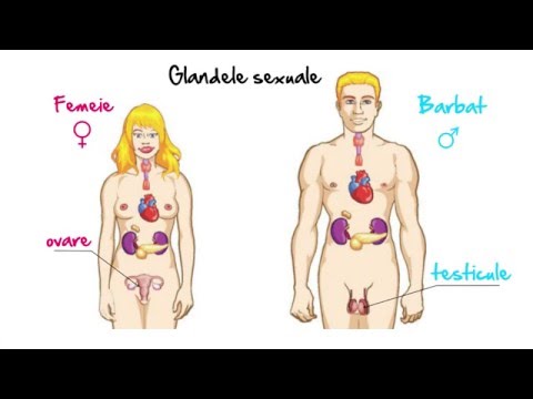 Biologie: Glandele endocrine partea 2 | WinSchool